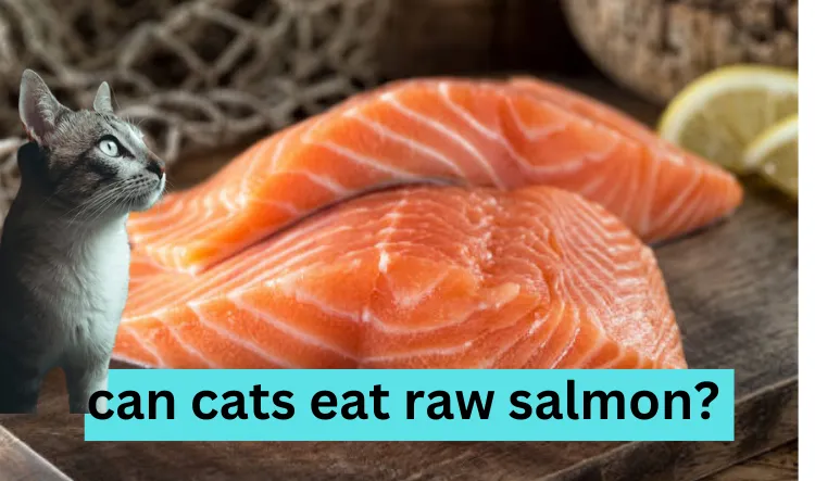 can cats eat raw salmon