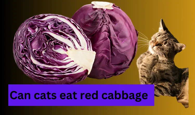 Can cats eat red cabbage