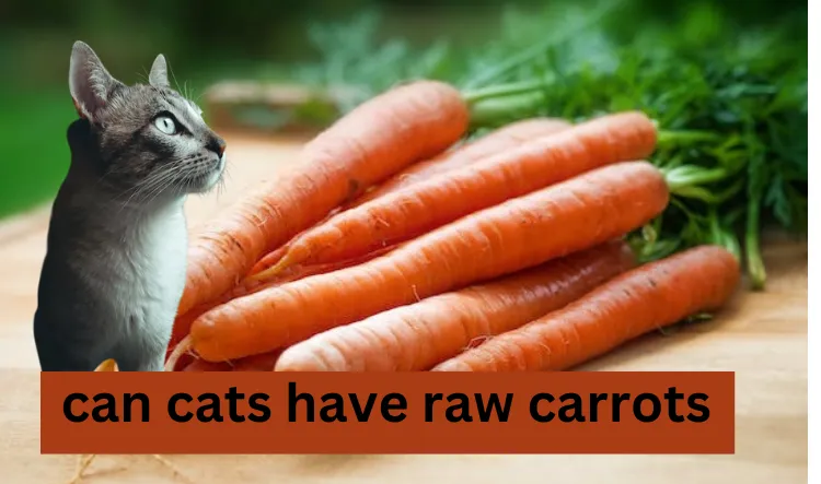 can cats have raw carrots