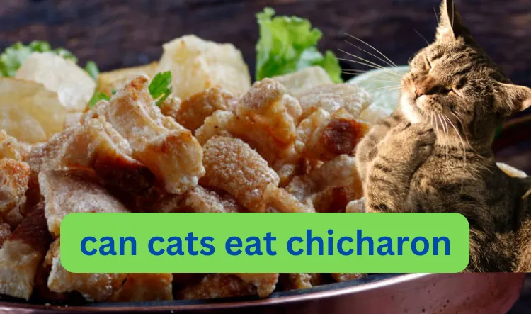 can cats eat chicharon
