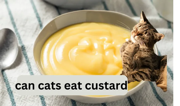 can cats eat custard