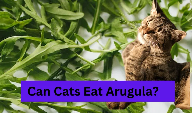 Can Cats Eat Arugula?