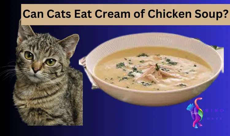 Can Cats Eat Cream of Chicken Soup