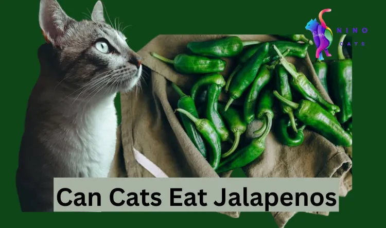 Can Cats Eat Jalapenos?