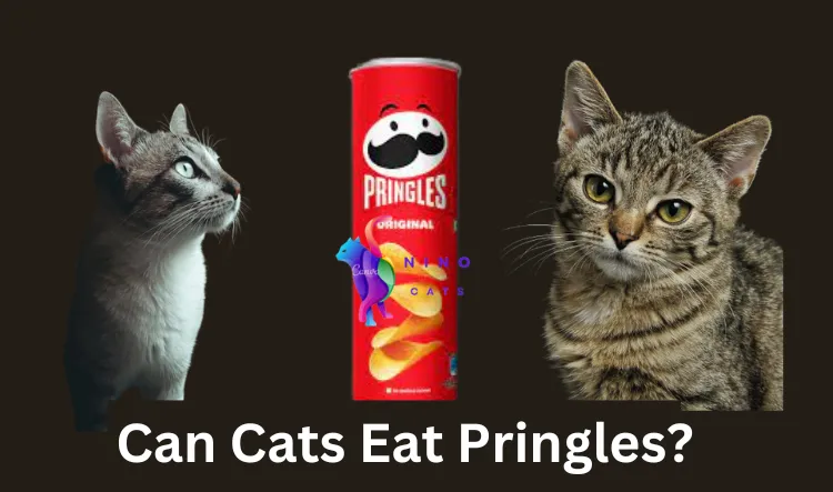 Can Cats Eat Pringles