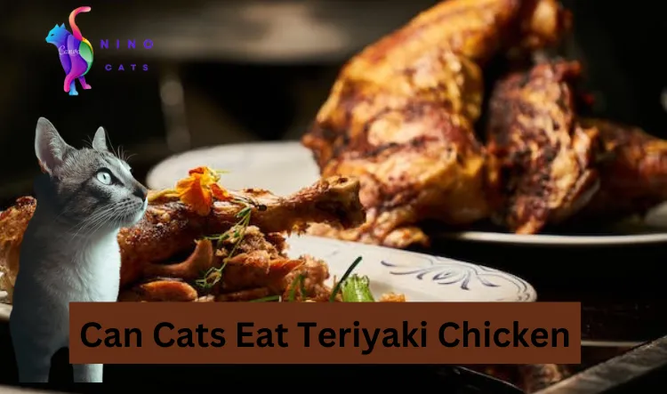 Can Cats Eat Teriyaki Chicken