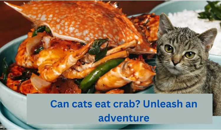 can cats eat crab