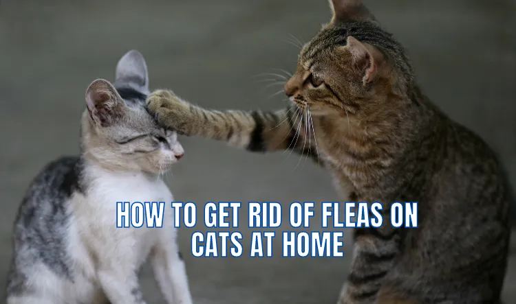 how to get rid of fleas on cats at home