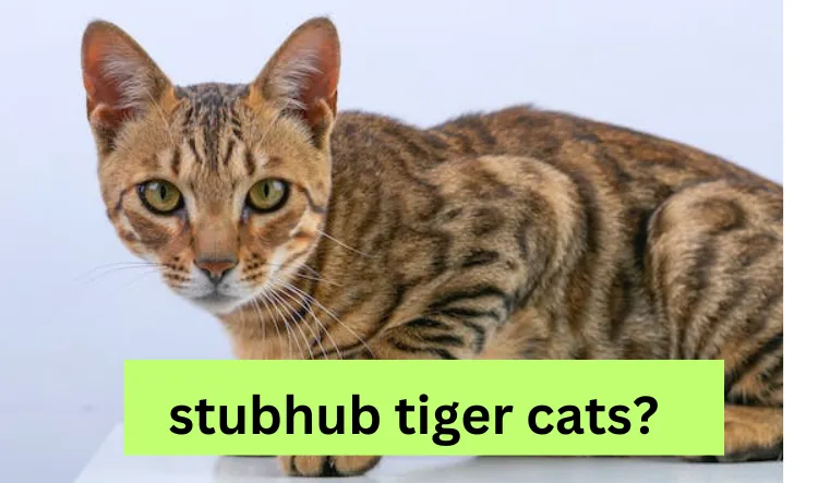 stubhub tiger cats