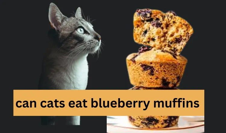 can cats eat blueberry muffins