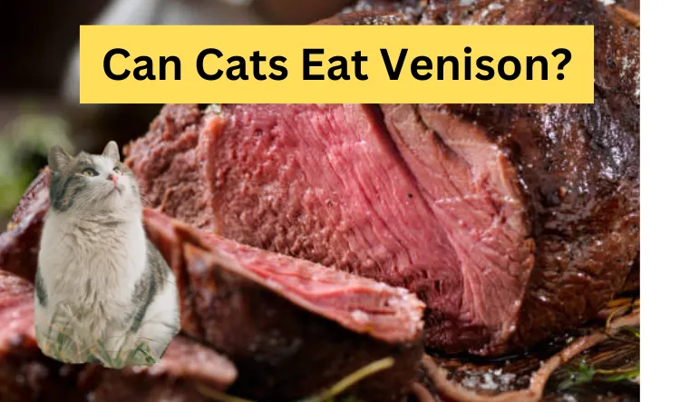 Can Cats Eat Venison