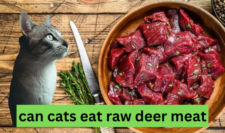 can cats eat raw deer meat