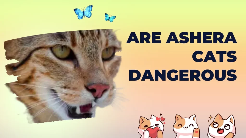 are ashera cats dangerous