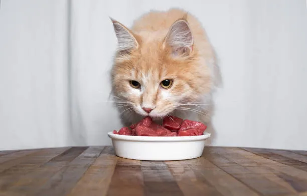 raw food for maine coon