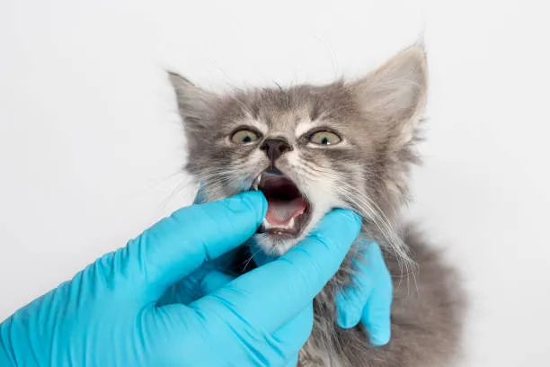 doxycycline for stomatitis in cats
