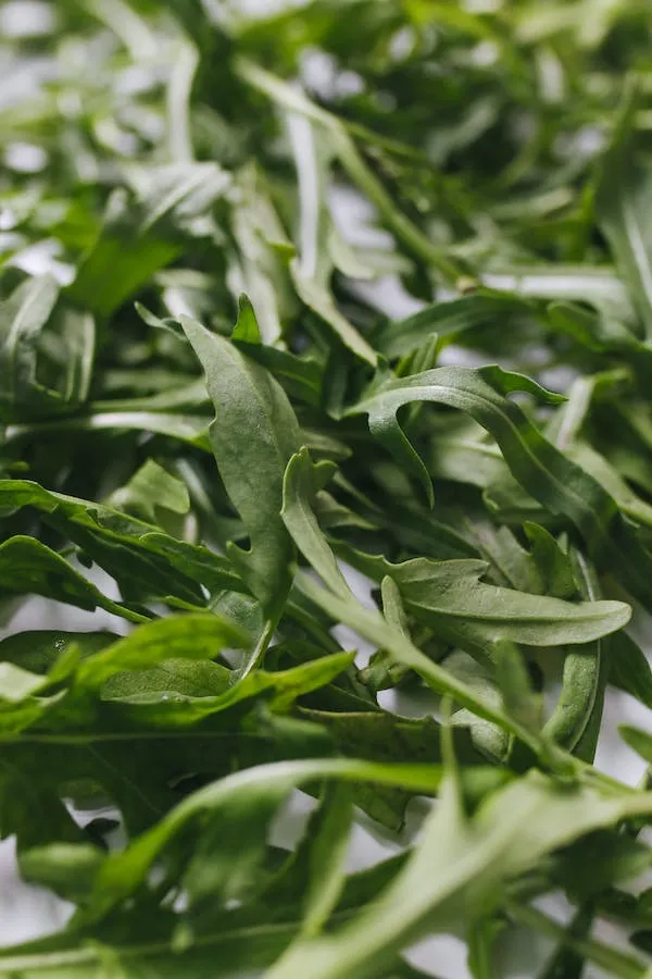 Can Cats Eat Arugula?