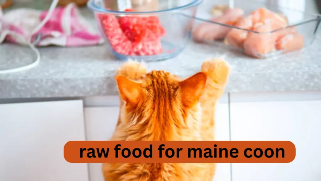 Raw Food for Maine Coon: A Pawsitively Healthy - cats NINO