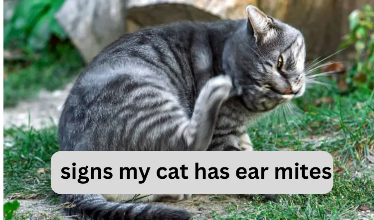 signs my cat has ear mites