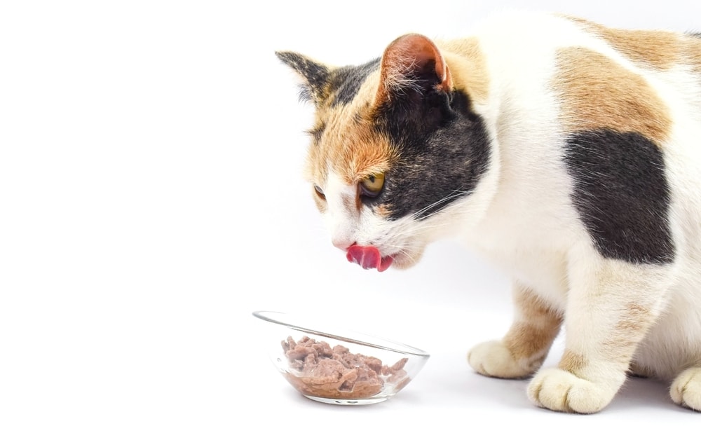 spotted-orange-black-white-car-eating-fresh-wet-cat-food-from-bowl-licking-lips