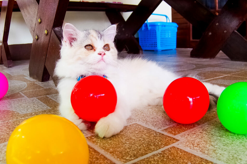 7 Best Persian Cat Toys To Entertain Your Furry Gremlin