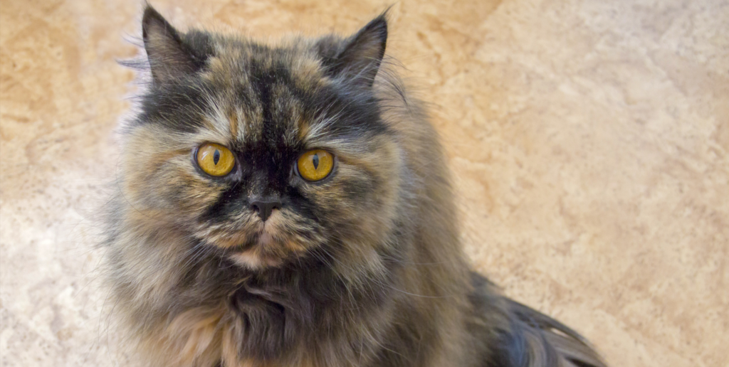 Tortoiseshell Persian Cat: 8 Facts To Make You Fall For Her