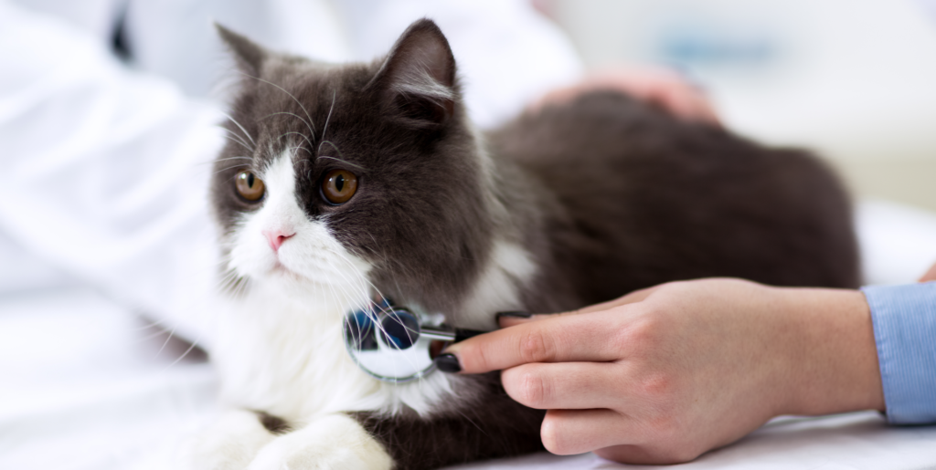 8 Persian Cat Health Issues: Symptoms, Causes, And Treatment