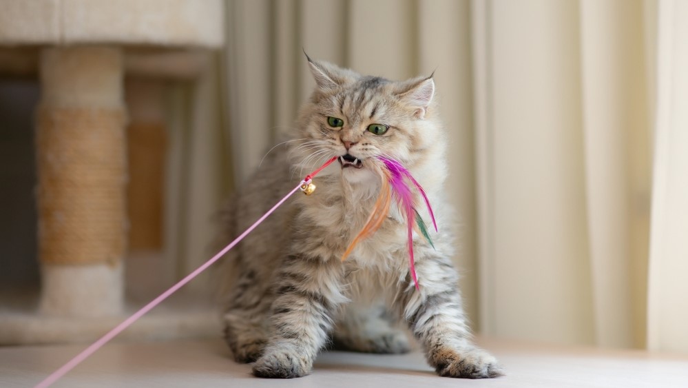 9 Fun Things To Do With Your Persian Cat And Keep Her Happy