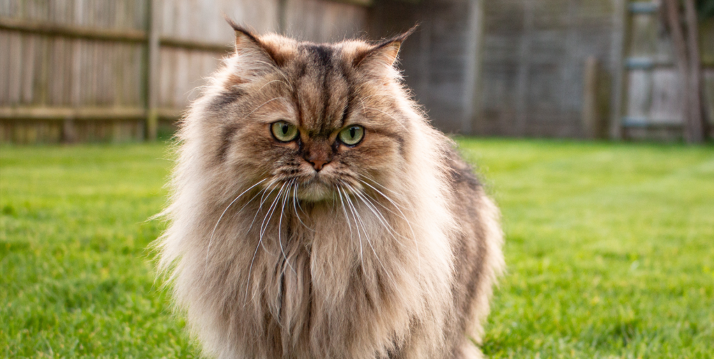 Tabby Persian Kitten: A Guide For The Flat-Faced Kitty