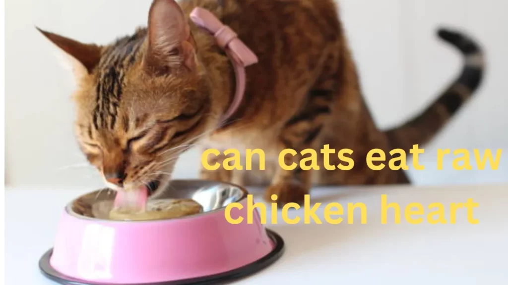 can cats eat raw chicken heart