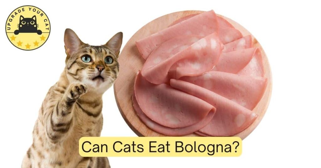 Can Cats Eat Bologna