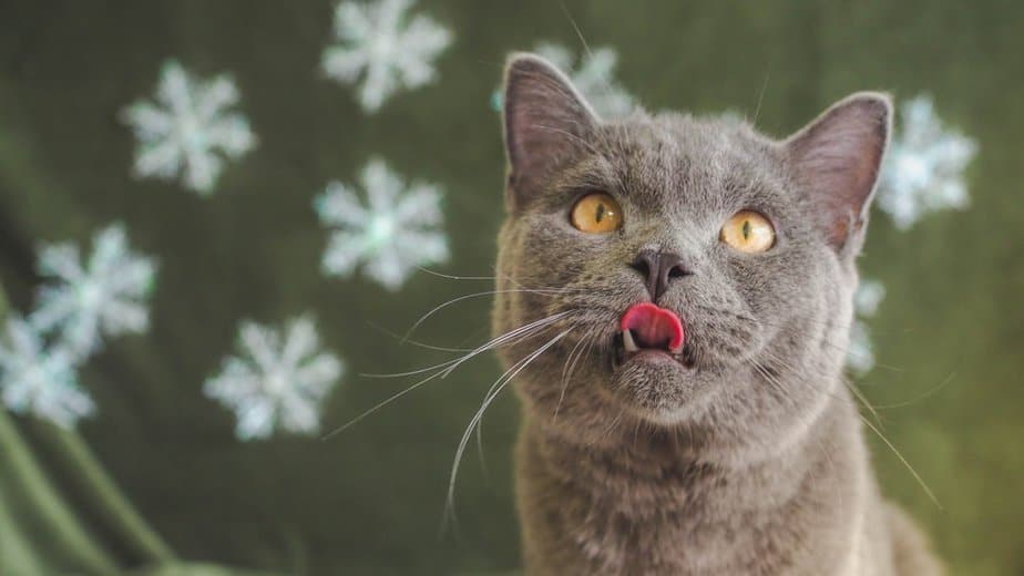 Can Cats Eat Cheetos? All You Need To Know!