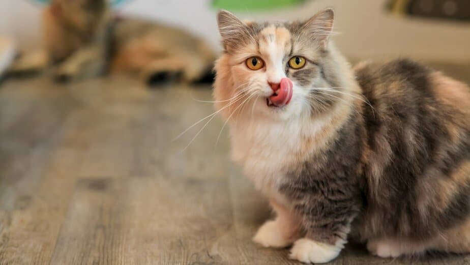 Can Cats Eat Pork Rinds? Are These Tasty Treats A “Pig” Deal?