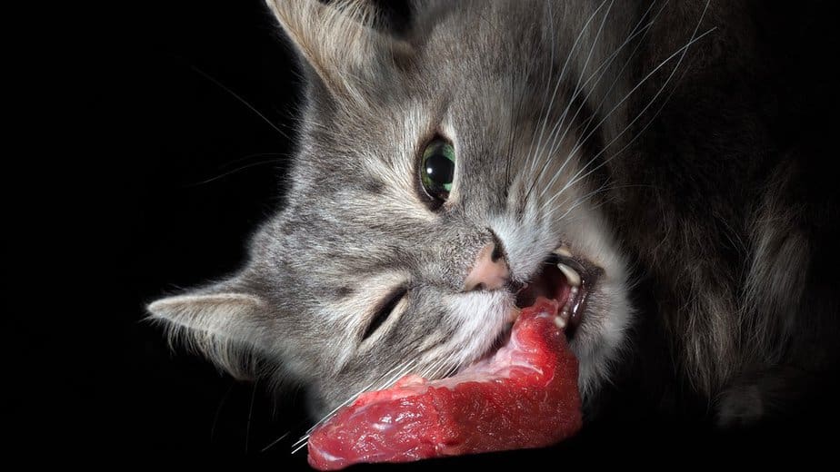 Can Cats Eat Raw Beef? To Give It Or To Forbid It?