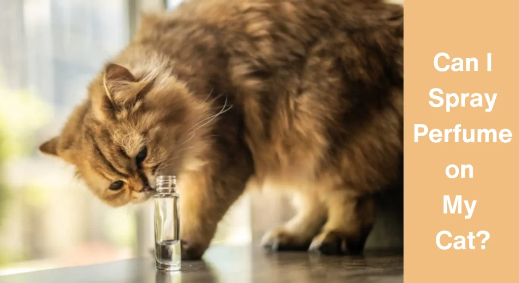 Can I Spray Perfume on My Cat? [A BIG - NO NO]