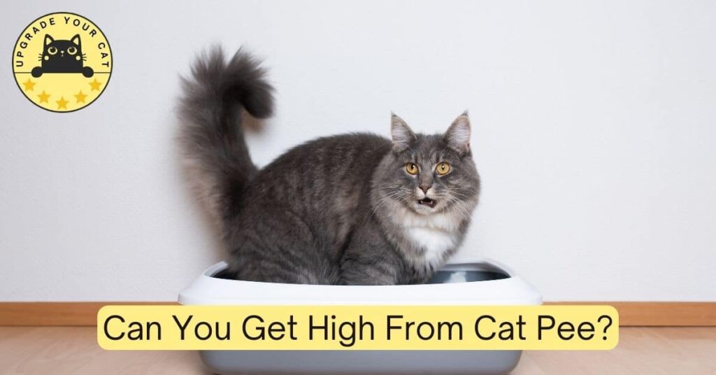 Can You Get High From Cat Pee