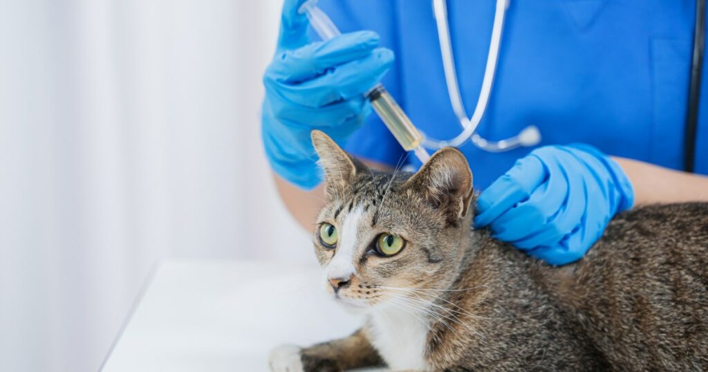 Cat Vaccination Myths and Misunderstandings