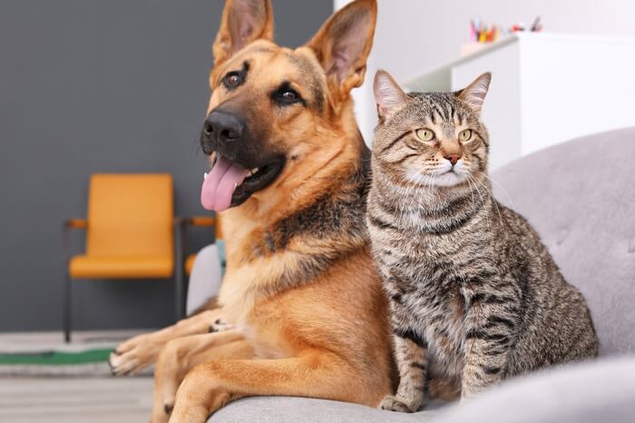Do German Shepherds Get Along With Cats?