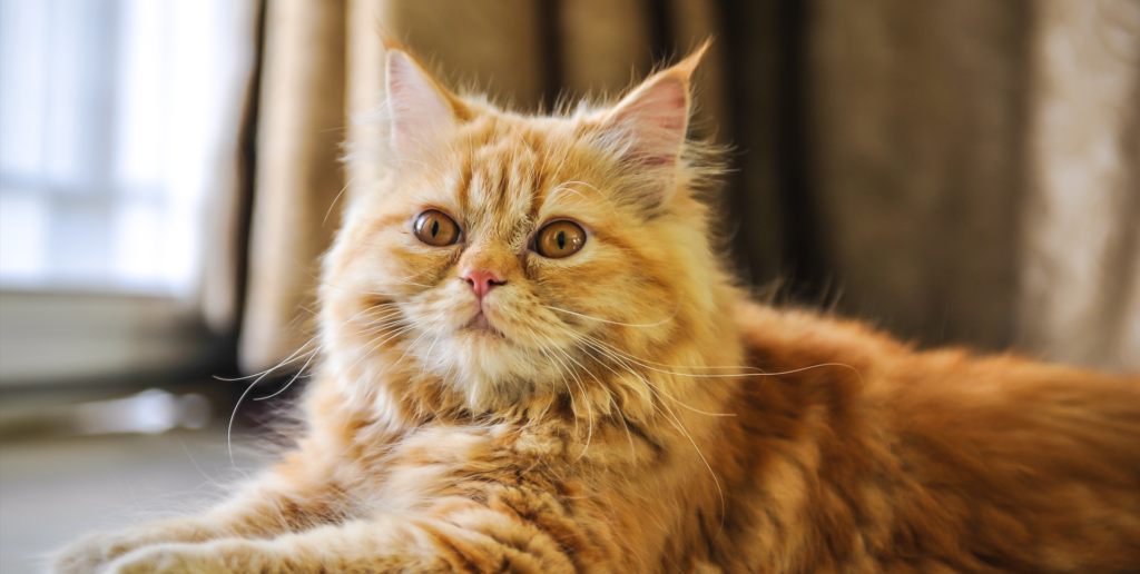 Golden Persian Cat: Facts About This Precious Princess