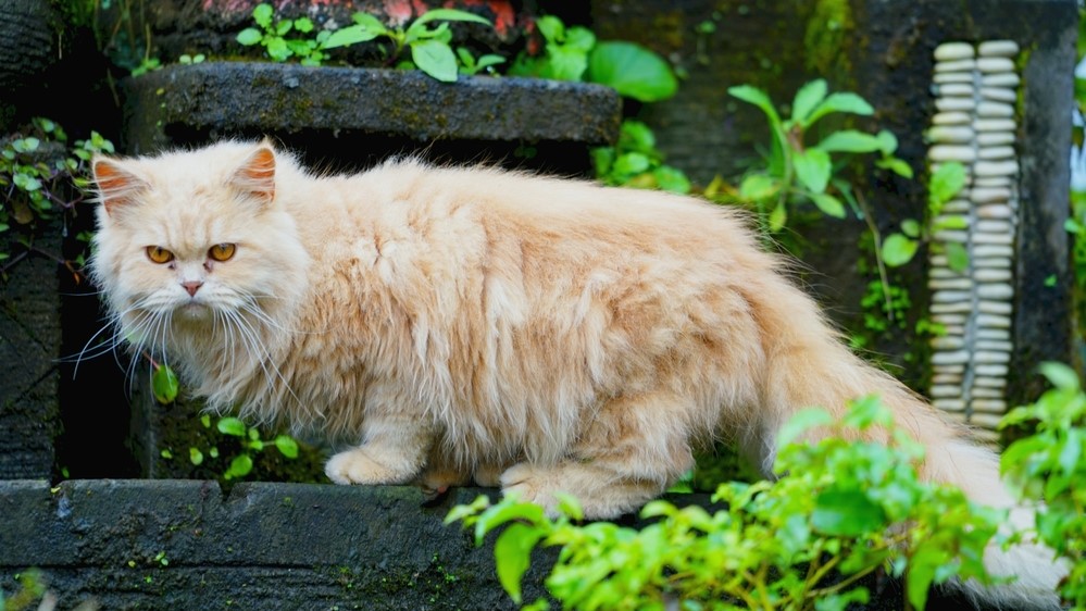 Training Your Persian Cat: Get Her To Follow Your Commands