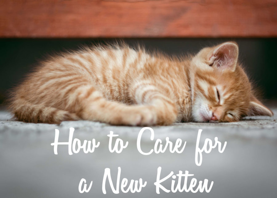 How to Care for a New Kitten
