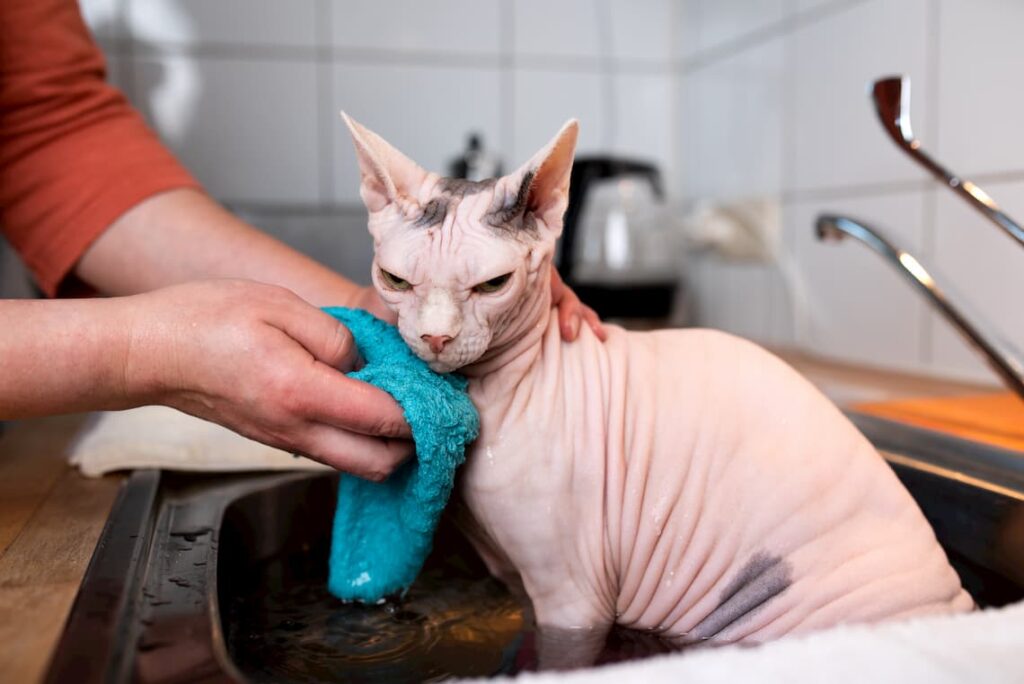 How to bathe a Sphynx cat?