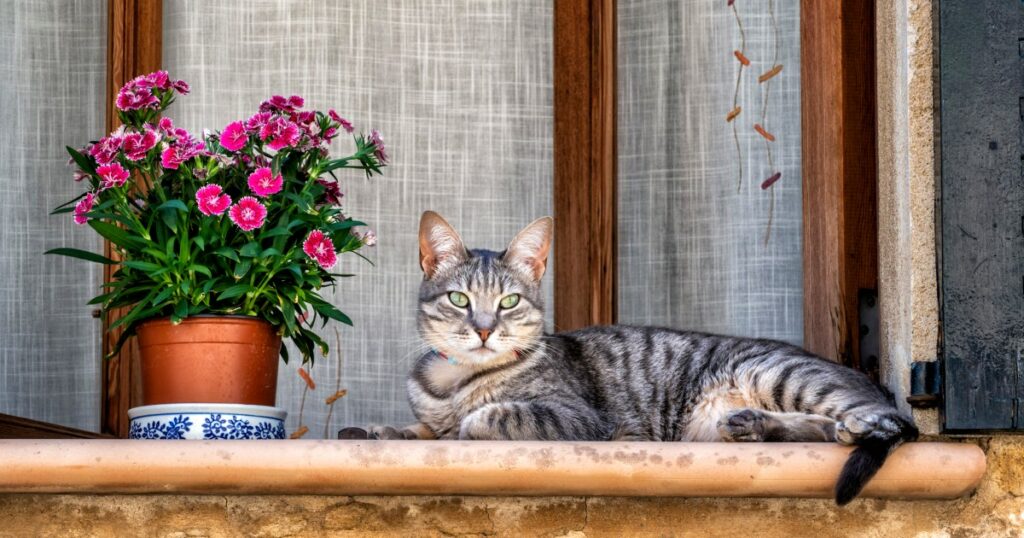 Keeping Your Cat Indoors vs. Letting Them Outside