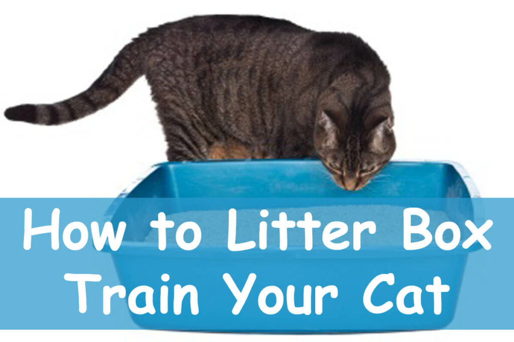 Litter Box Training : How to get Your Cat to Use One