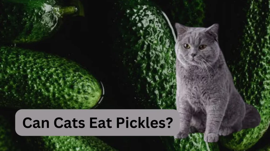 Can Cats Eat Pickles?