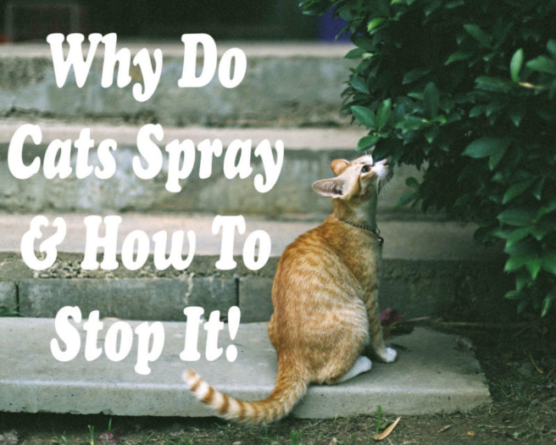 Why Do Cats Spray : How to Stop It ! | Cat Mania