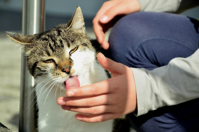 cat licking human fingers