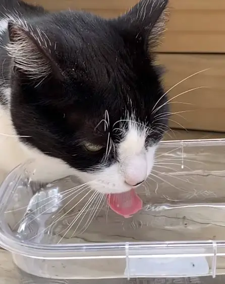 cat drinking water from pot