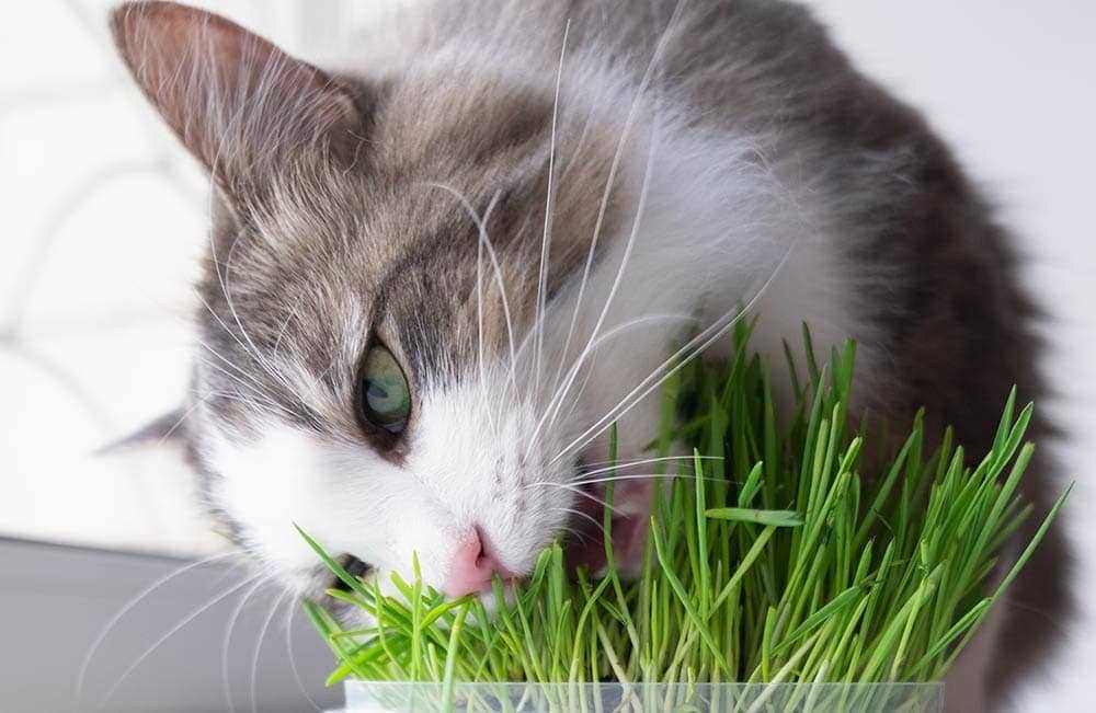 cat eating cat grass