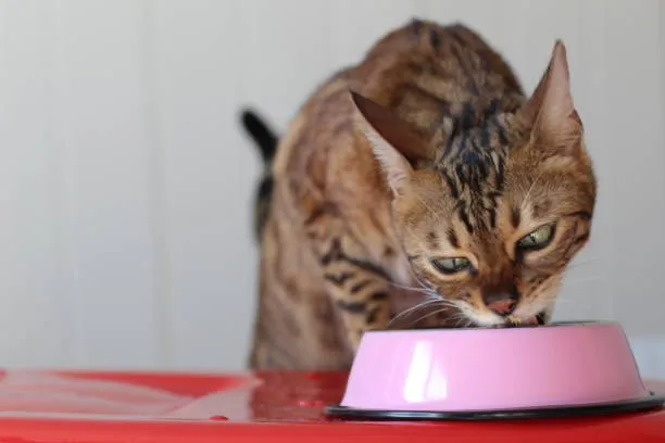Savannah cat food diet