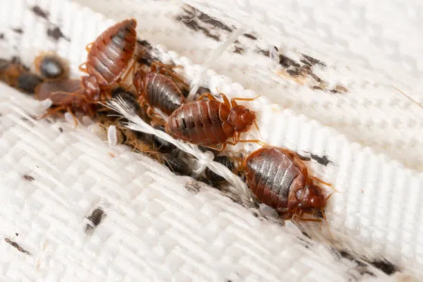 bed bug exterminator durham nc